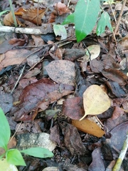 Incilius marmoreus
