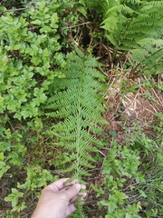 Athyrium distentifolium