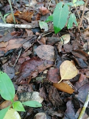 Incilius marmoreus