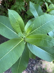 Asclepias syriaca