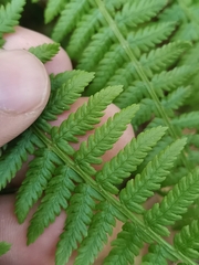 Athyrium distentifolium