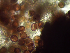 Fuligo cinerea