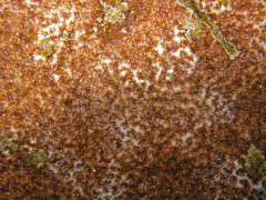 Leptastrea bewickensis