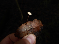 Marasmius bulliardii