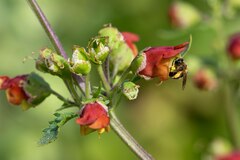 Scrophularia sambucifolia