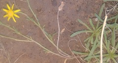 Senecio asperulus