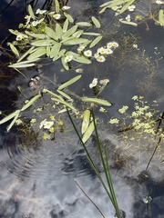 Sagittaria cuneata