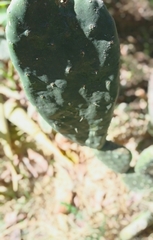 Opuntia