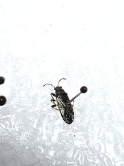 Heterogaster urticae