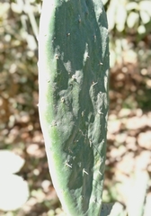 Opuntia