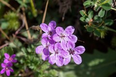 Erodium maculatum