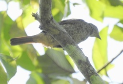 Cotinga cayana