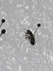 Heterogaster urticae