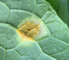 Puccinia symphyti-bromorum