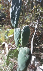 Opuntia