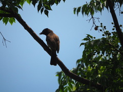 Pycnonotus xanthopygos