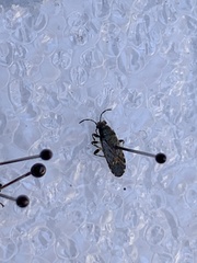 Heterogaster urticae
