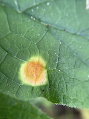 Puccinia symphyti-bromorum