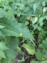 Puccinia symphyti-bromorum