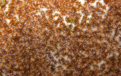 Leptastrea bewickensis