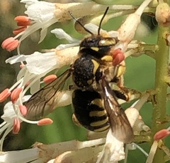 Anthidium florentinum