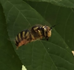 Anthidium florentinum