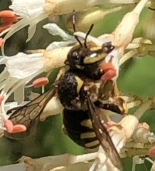 Anthidium florentinum