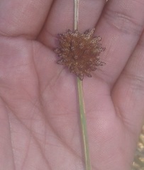 Afroscirpoides dioeca