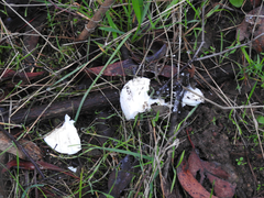 Amanita ananiceps