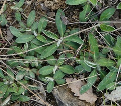 Pilosella saussureoides