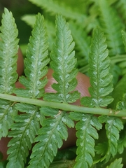 Athyrium distentifolium
