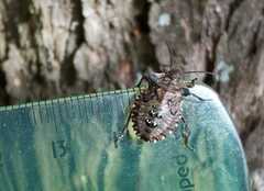 Pentatoma rufipes