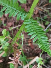 Athyrium distentifolium