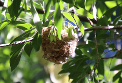 Vireo bellii