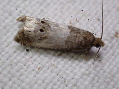 Notocelia cynosbatella