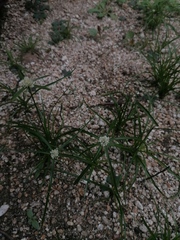 Cyperus seslerioides
