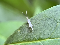 Conwentzia