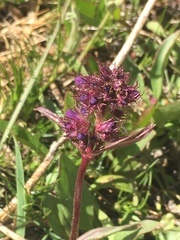 Penstemon washingtonensis