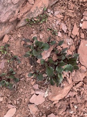 Senecio amplectens holmii