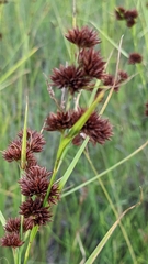 Rhynchospora glomerata