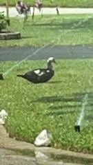 Cairina moschata domestica