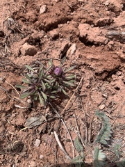 Townsendia rothrockii