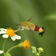 Cephonodes hylas