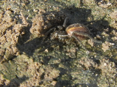 Diapontia uruguayensis