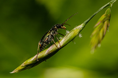 Clanoptilus geniculatus