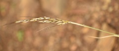 Stipagrostis ciliata capensis