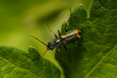Clanoptilus geniculatus