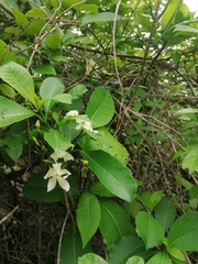 Tabernaemontana amygdalifolia