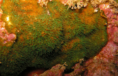 Cycloseris explanulata