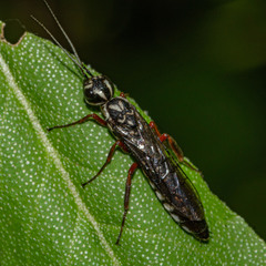 Xiphydria maculata